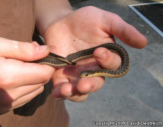 Eastern Gartersnake (Thamnophis sirtalis sirtalis)