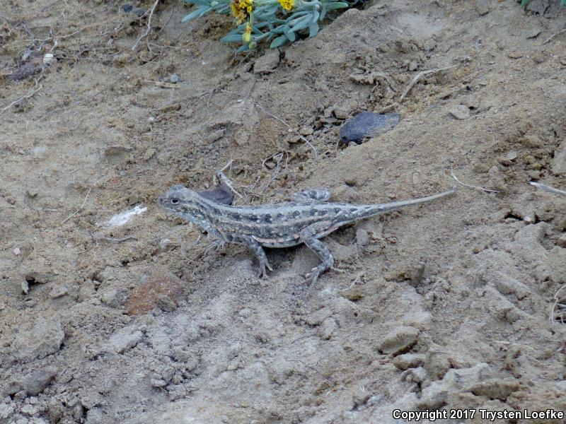 Great Plains Earless Lizard (Holbrookia maculata maculata)