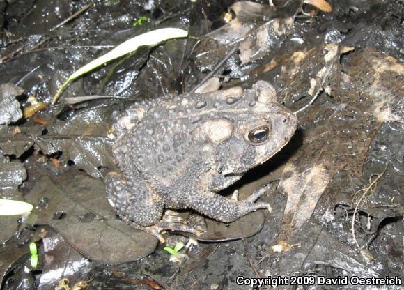 Eastern American Toad (Anaxyrus americanus americanus)