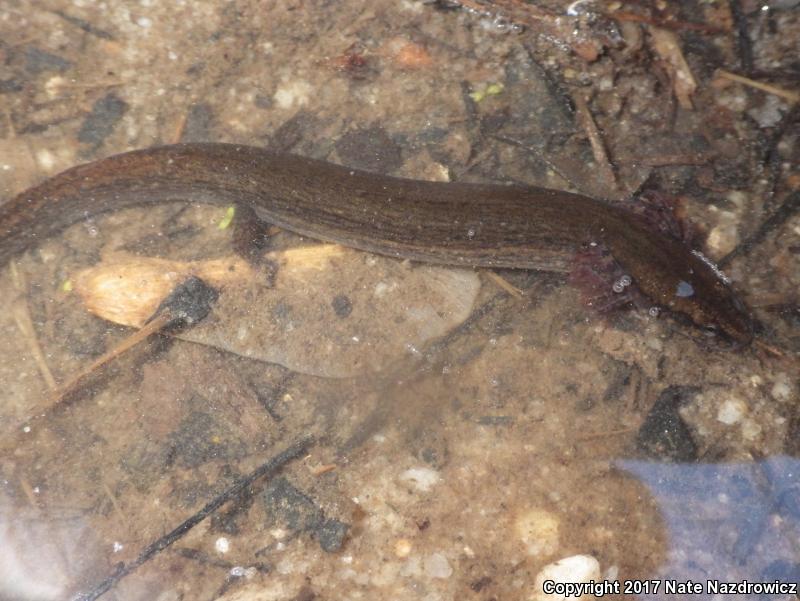 Many-lined Salamander (Stereochilus marginatus)