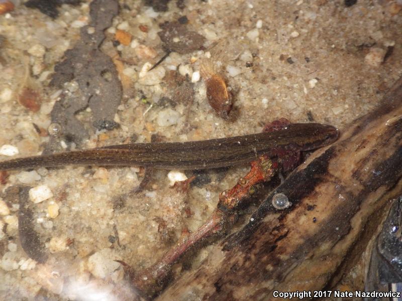 Many-lined Salamander (Stereochilus marginatus)