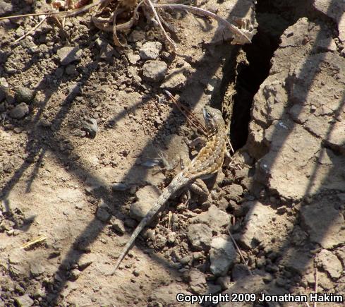 Western Side-blotched Lizard (Uta stansburiana elegans)