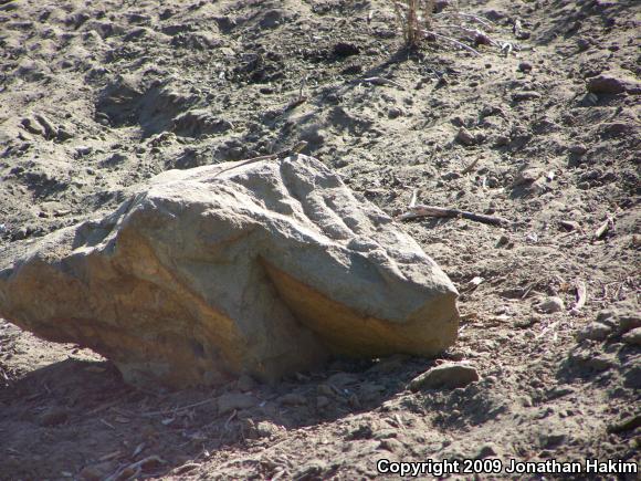 Western Side-blotched Lizard (Uta stansburiana elegans)