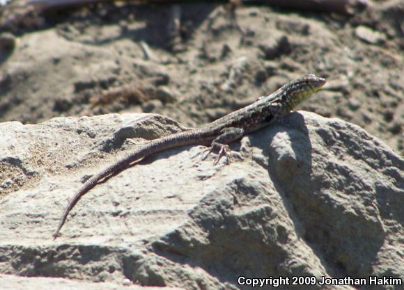 Western Side-blotched Lizard (Uta stansburiana elegans)