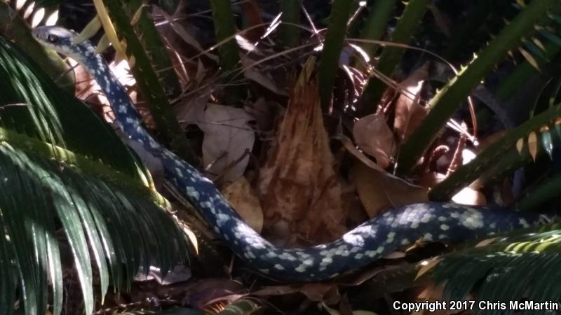 Buttermilk Racer (Coluber constrictor anthicus)