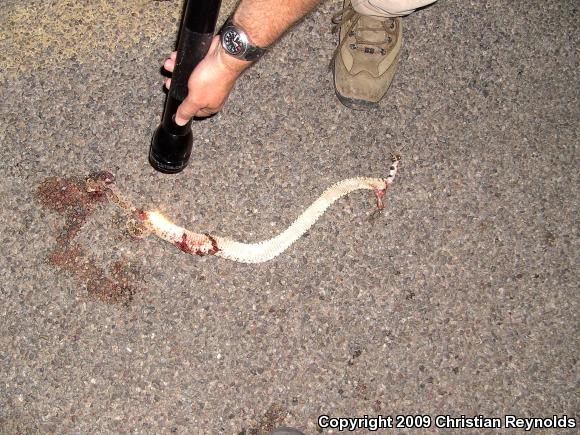 Western Diamond-backed Rattlesnake (Crotalus atrox)