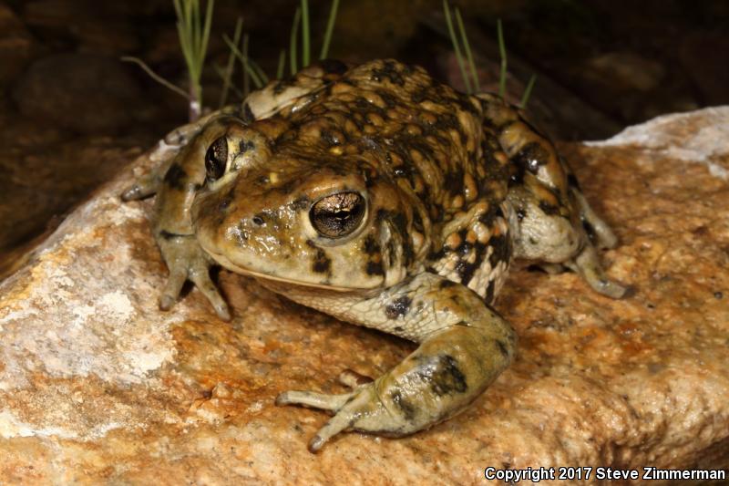 Amargosa Toad (Anaxyrus nelsoni)