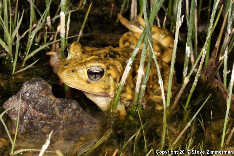 Amargosa Toad (Anaxyrus nelsoni)