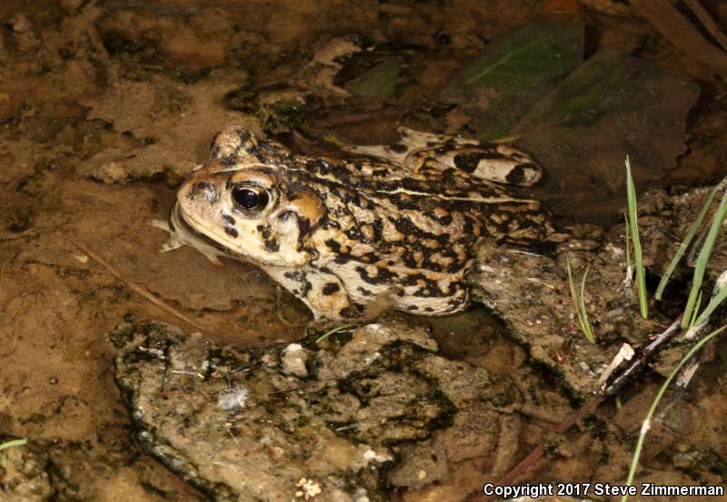 Amargosa Toad (Anaxyrus nelsoni)