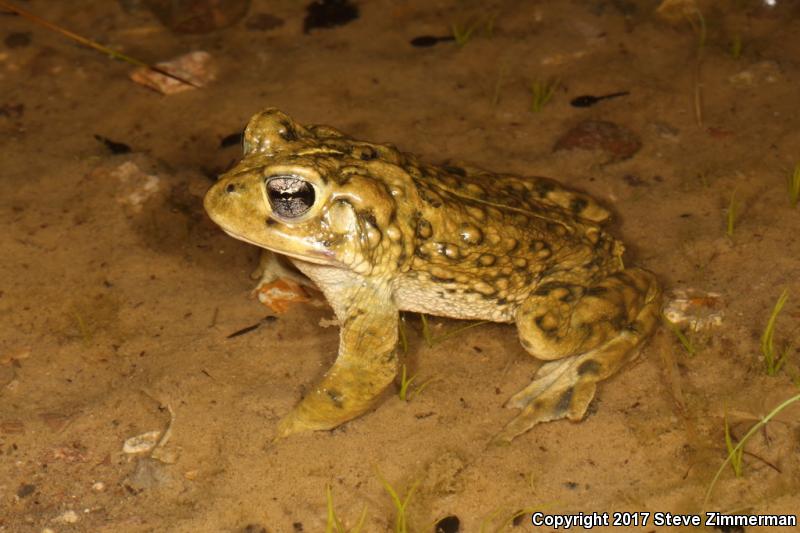 Amargosa Toad (Anaxyrus nelsoni)