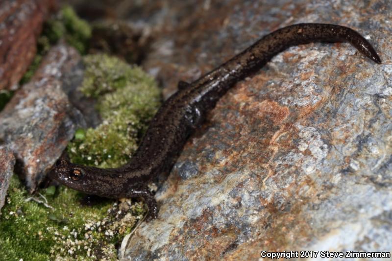 Kern Plateau Salamander (Batrachoseps robustus)