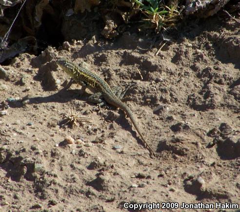 Western Side-blotched Lizard (Uta stansburiana elegans)