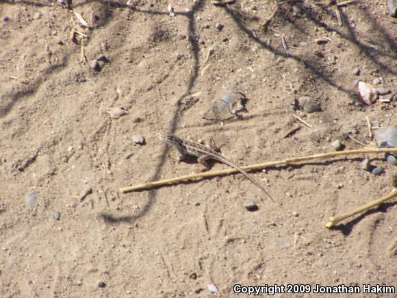 Western Side-blotched Lizard (Uta stansburiana elegans)