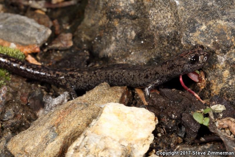 Kern Plateau Salamander (Batrachoseps robustus)