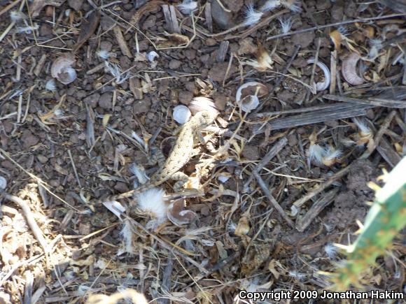 Great Basin Fence Lizard (Sceloporus occidentalis longipes)