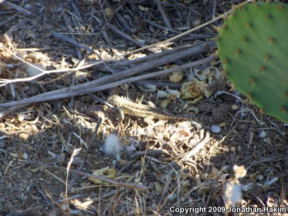 Great Basin Fence Lizard (Sceloporus occidentalis longipes)