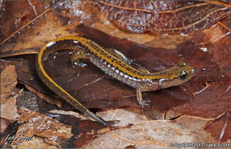 Dark-sided Salamander (Eurycea longicauda melanopleura)