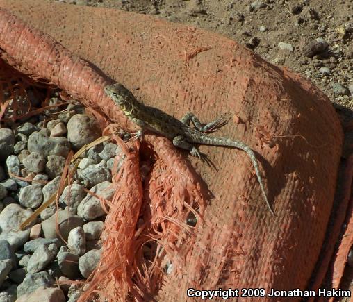 Western Side-blotched Lizard (Uta stansburiana elegans)