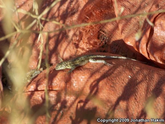 Western Side-blotched Lizard (Uta stansburiana elegans)