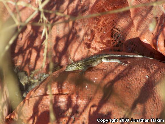 Western Side-blotched Lizard (Uta stansburiana elegans)