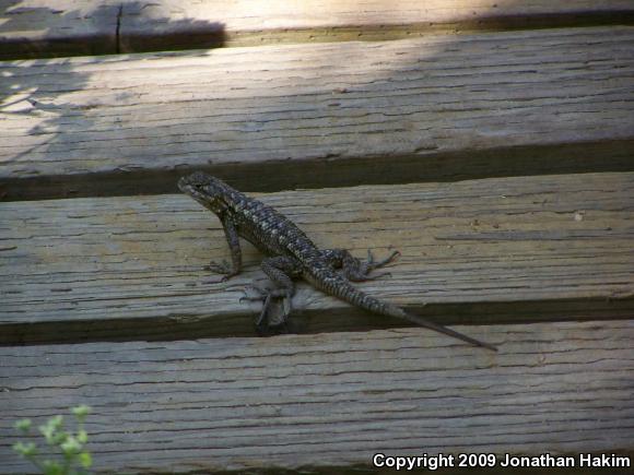 Great Basin Fence Lizard (Sceloporus occidentalis longipes)