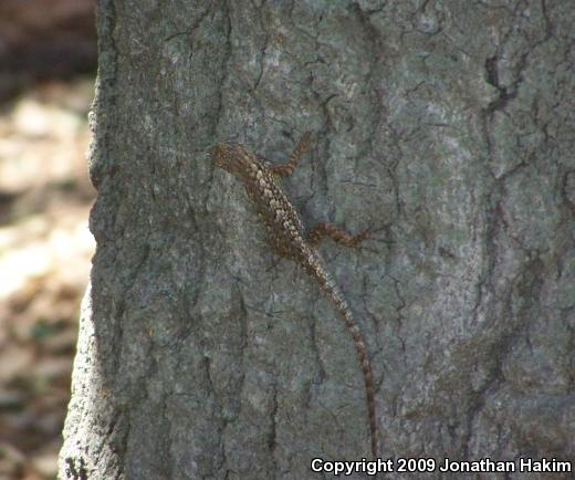 Great Basin Fence Lizard (Sceloporus occidentalis longipes)