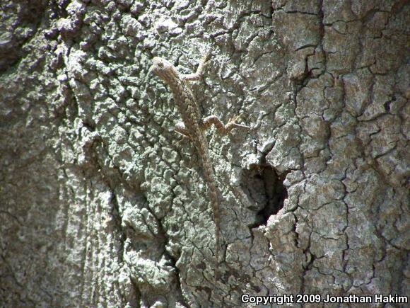 Great Basin Fence Lizard (Sceloporus occidentalis longipes)