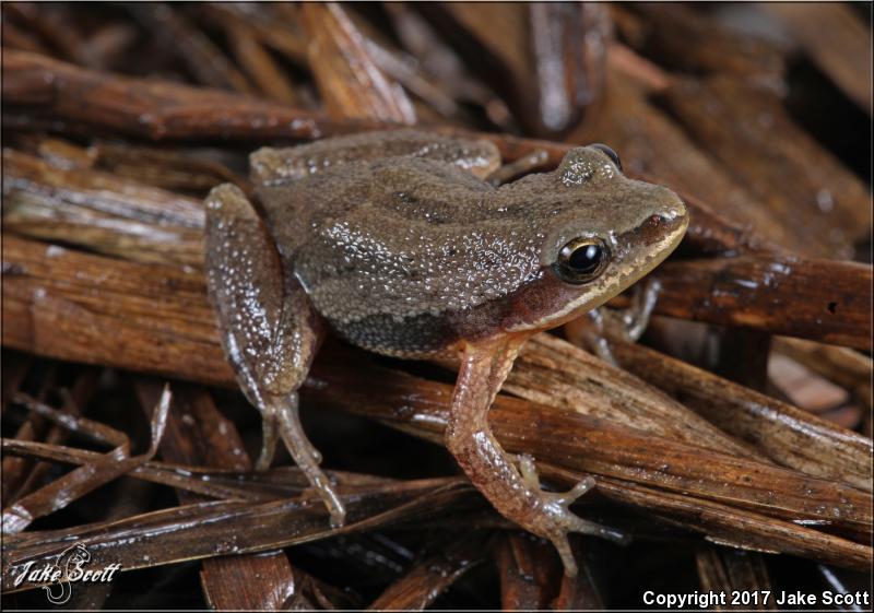 Cajun Chorus Frog (Pseudacris fouquettei)