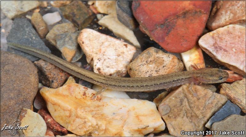 Many-ribbed Salamander (Eurycea multiplicata)