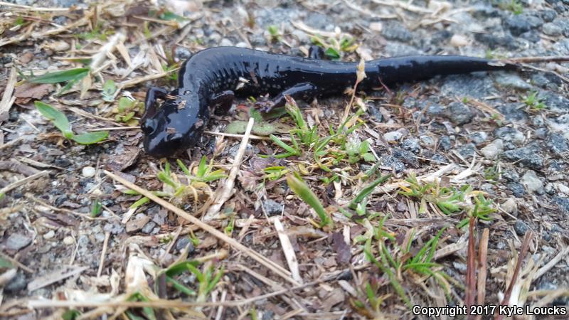 Atlantic Coast Slimy Salamander (Plethodon chlorobryonis)