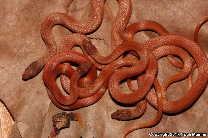 Pine Woods Littersnake (Rhadinaea flavilata)