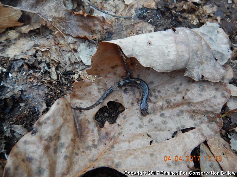 Valley And Ridge Salamander (Plethodon hoffmani)