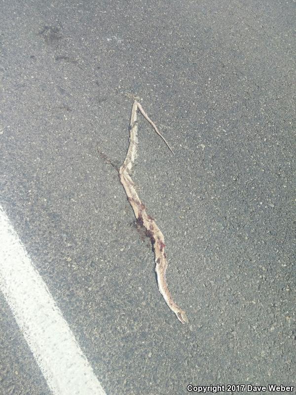 Sonoran Coachwhip (Coluber flagellum cingulum)