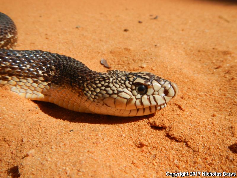 Florida Pinesnake (Pituophis melanoleucus mugitus)