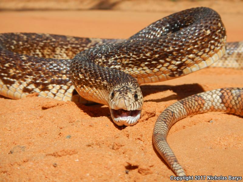 Florida Pinesnake (Pituophis melanoleucus mugitus)