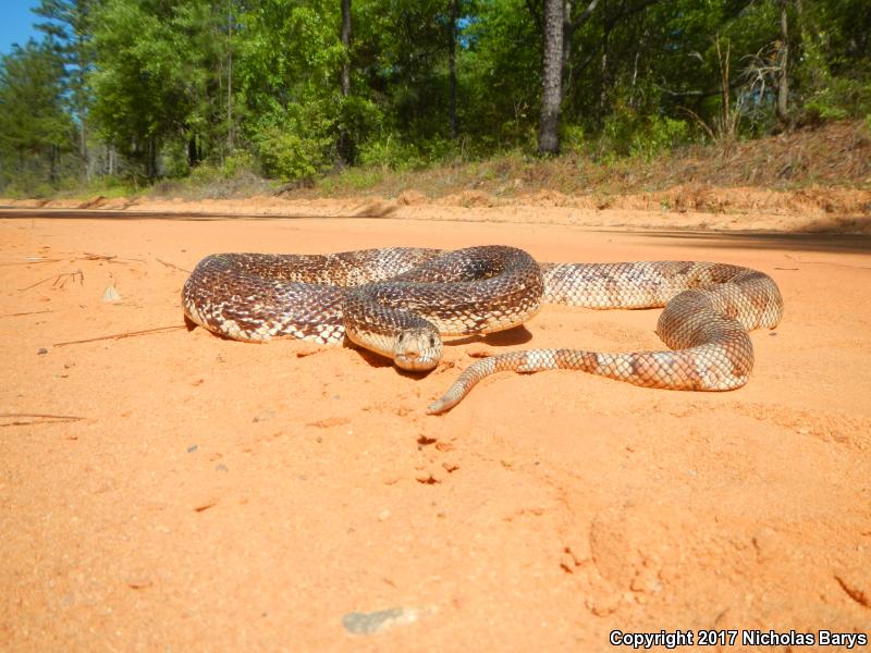 Florida Pinesnake (Pituophis melanoleucus mugitus)