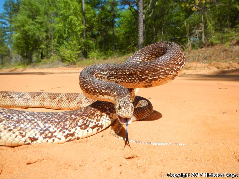 Florida Pinesnake (Pituophis melanoleucus mugitus)