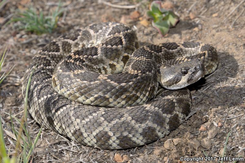 Coronado Island Rattlesnake (Crotalus caliginis)