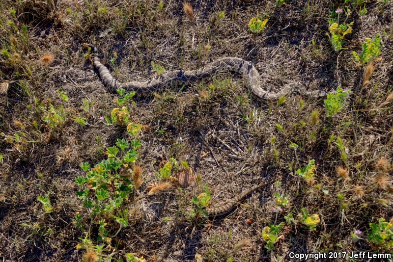 Islas Coronados Alligator Lizard (Elgaria nana)