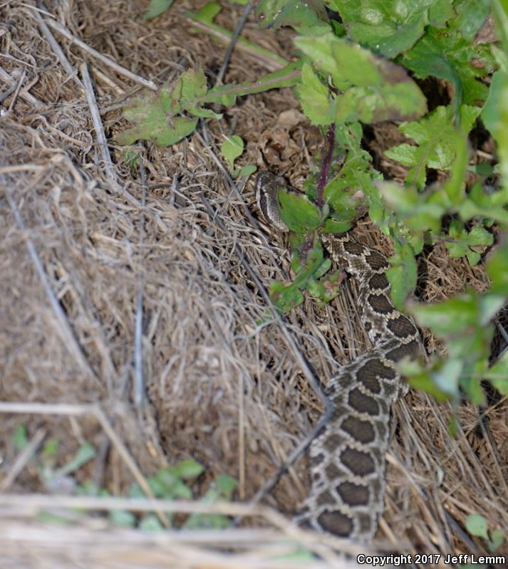 Coronado Island Rattlesnake (Crotalus caliginis)