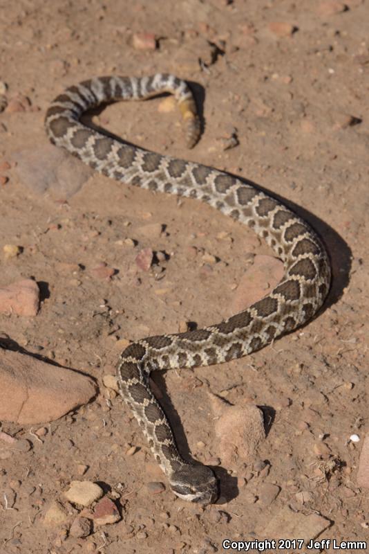Coronado Island Rattlesnake (Crotalus caliginis)
