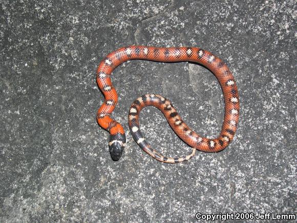 San Diego Mountain Kingsnake (Lampropeltis zonata pulchra)