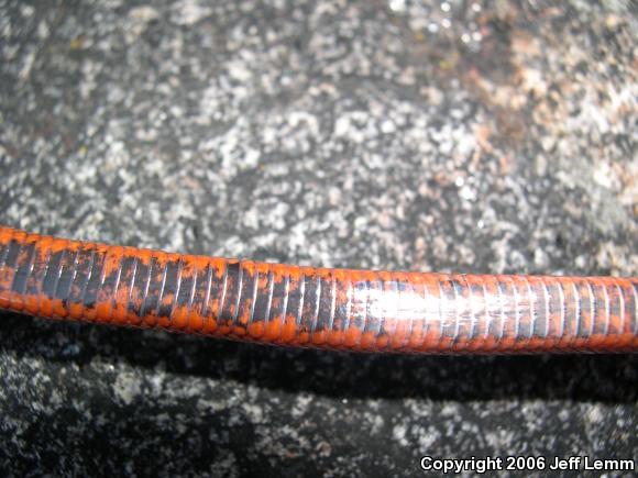 San Diego Mountain Kingsnake (Lampropeltis zonata pulchra)