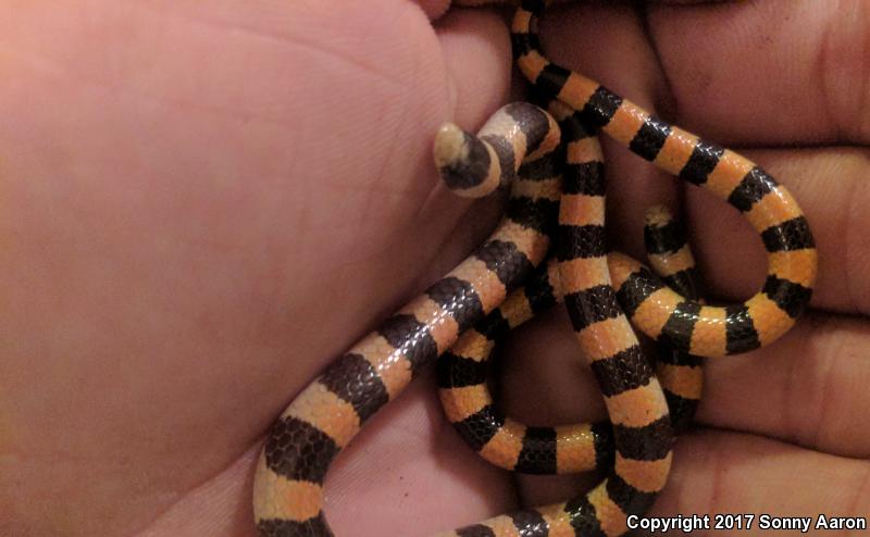 Variable Sandsnake (Chilomeniscus stramineus)