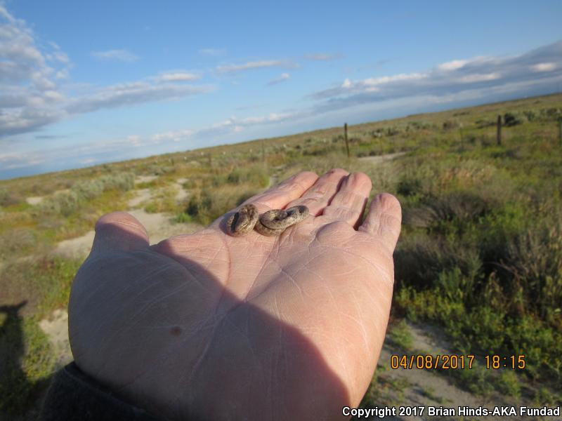 California Nightsnake (Hypsiglena ochrorhyncha nuchalata)