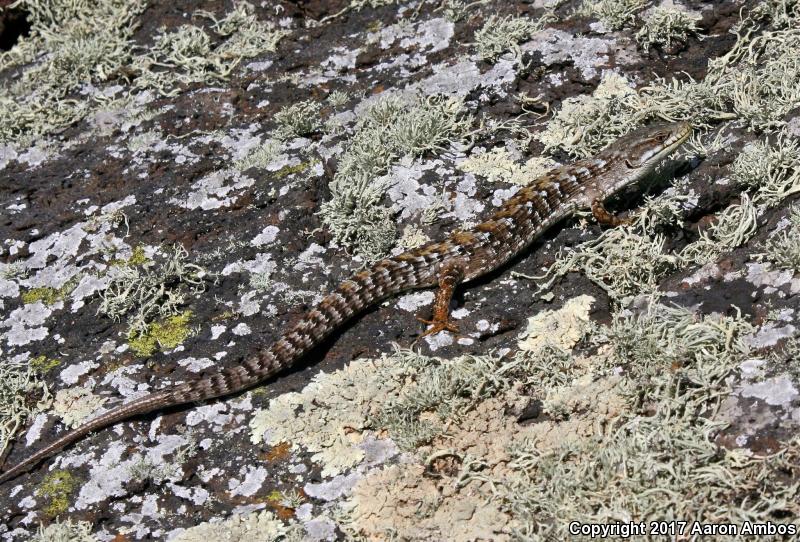 San Martin Alligator Lizard (Elgaria multicarinata ignava)