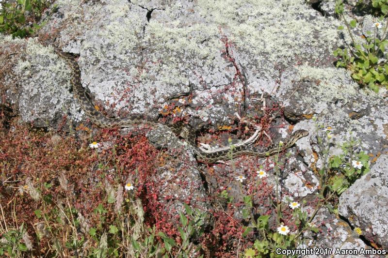 San Martin Gophersnake (Pituophis catenifer fulginatus)