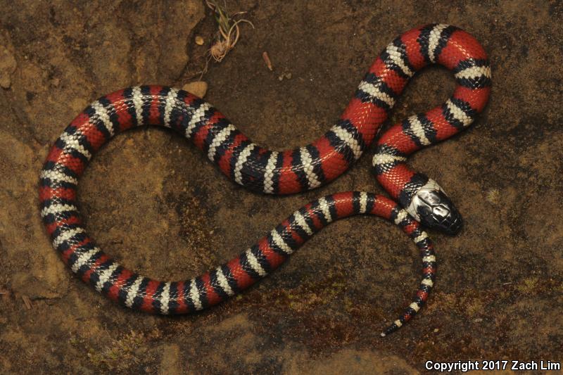 Coast Mountain Kingsnake (Lampropeltis zonata multifasciata)