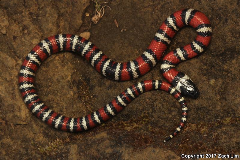 Coast Mountain Kingsnake (Lampropeltis zonata multifasciata)