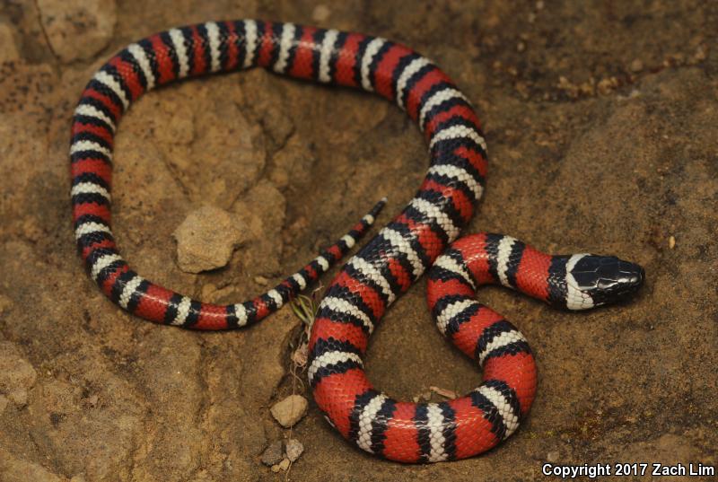 Coast Mountain Kingsnake (Lampropeltis zonata multifasciata)